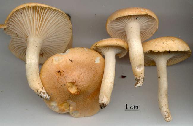 Hygrophorus nemoreus